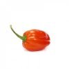 Red Habanero Pepper Seed - Lengai RZ F1