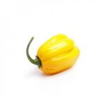 Yellow habanero pepper seed
