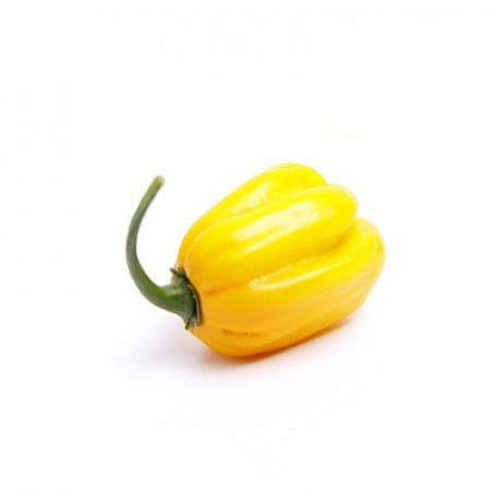 Yellow habanero pepper seed