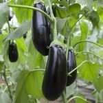 SHARAPOVA RZ F1 - Aubergine Seed (1,000 seed pack)