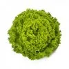 TOURBILLION RZ - Batavia Lettuce Seed (1,000 Seeds)