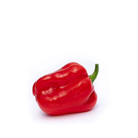 Hot Red Pepper Seed - Mawenzili RZ F1