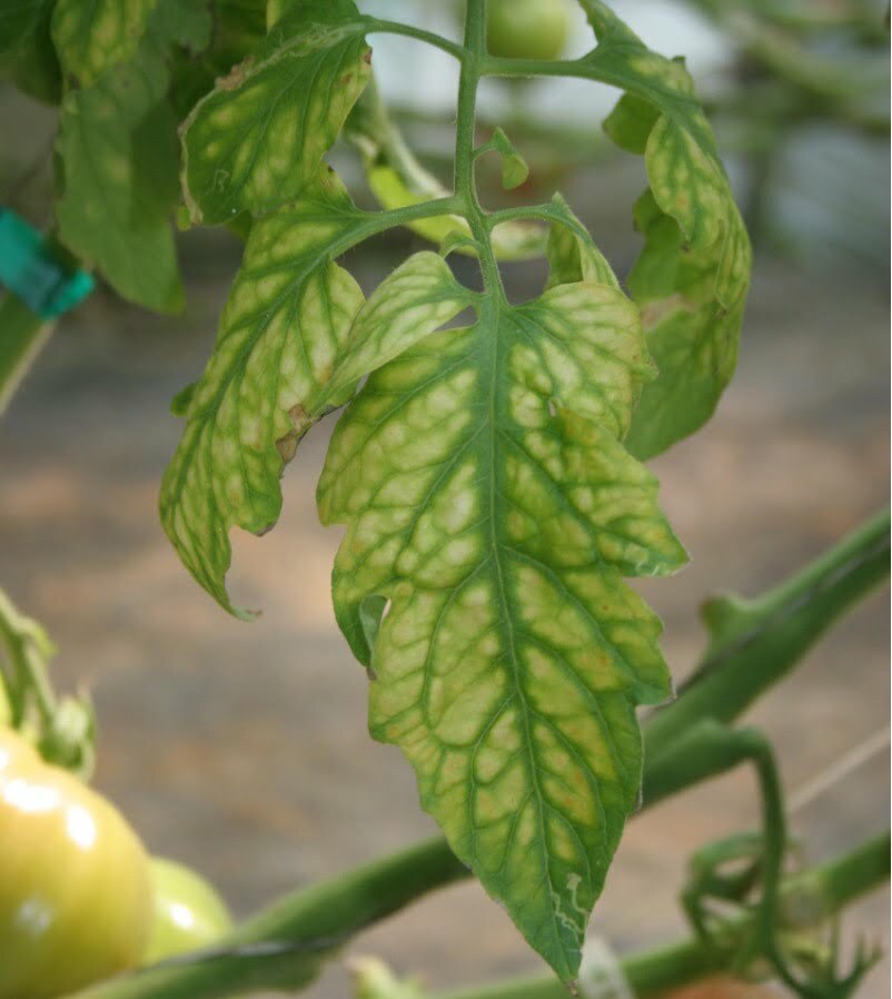 nutrient management tomato plants