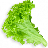 22-220599_lettuce-leaf-green-salad-png